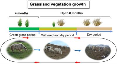 Linkages between rumen microbiome, host, and environment in yaks, and their implications for understanding animal production and management